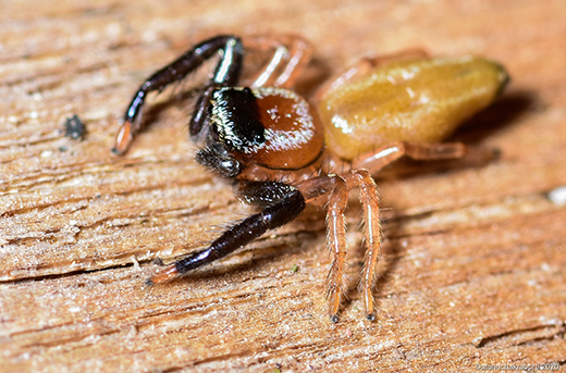 Jumping spider